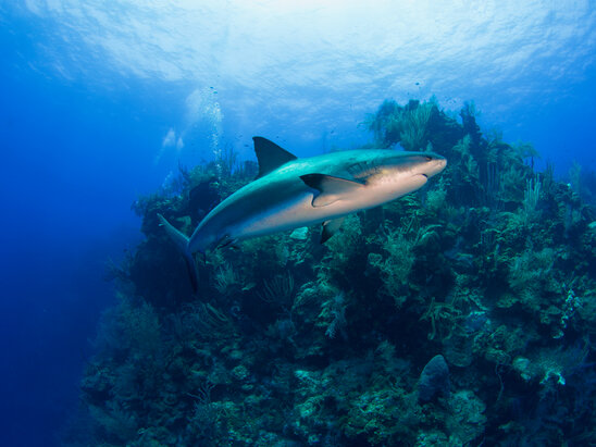 Light House Reef