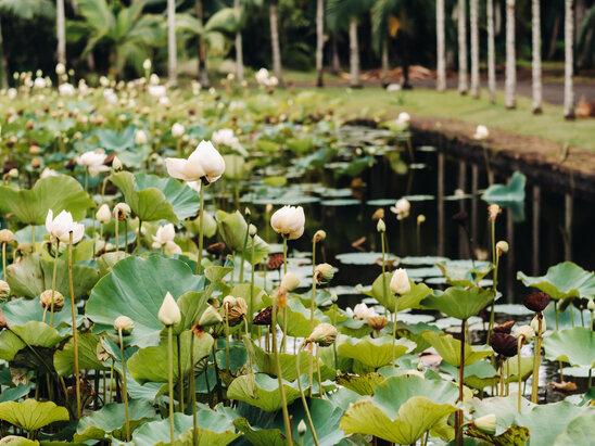 Botanical Garden of Pamplemousses