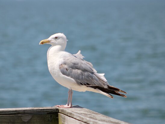 Sag Harbour