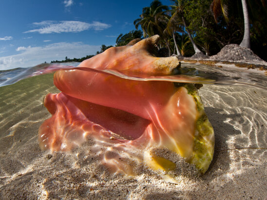 Goff’s Caye