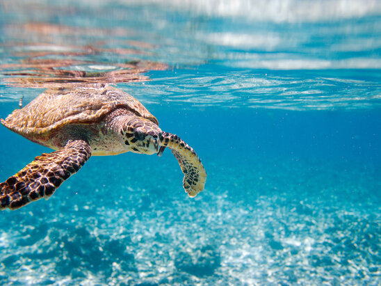 Sainte Anne Marine National Park