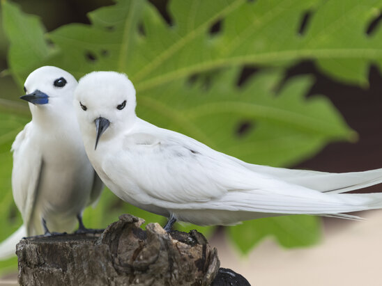 Bird & Denis Islands