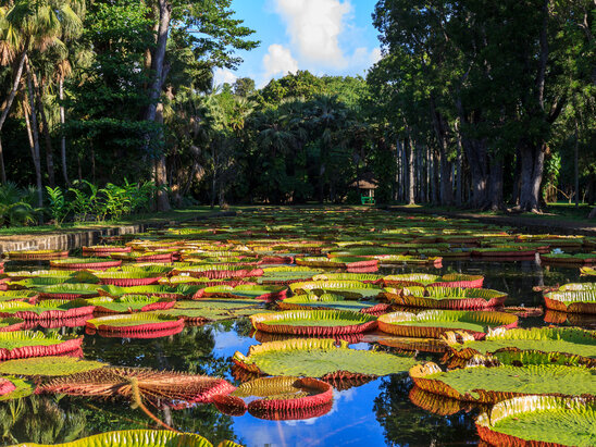 Botanical Garden of Pamplemousses